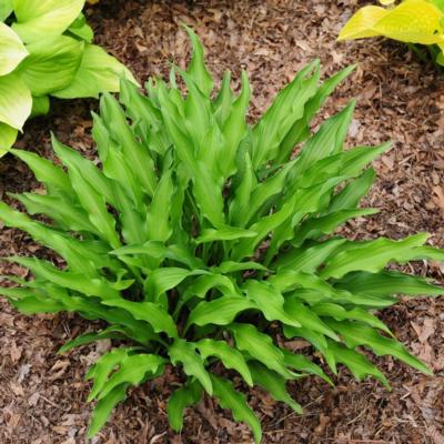 Hosta 'Lizzard Lick'